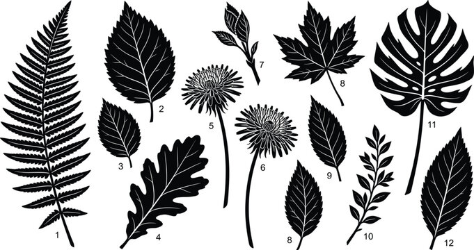 Black leaf silhouettes collection featuring fern, monstera, maple, oak, dandelion flowers, and various botanical branches isolated on white background for graphic design.