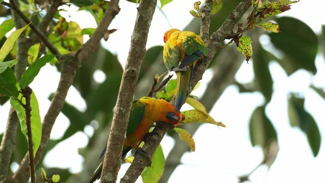 A pair of Sun conures (Aratinga solstitialis) perch on tree branch, curiously looking around the surroundings, close up shot.
