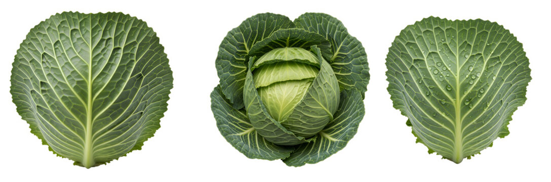 Three green cabbage leaves and a whole cabbage head on transparent background