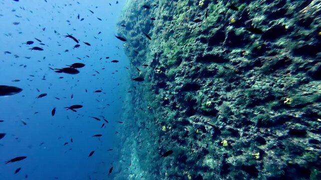 Dramatic wide angle shot of dark damselfish schooling near a rugged vertical underwater limestone cliff covered in green algae and yellow sponges during a bright sunny summer day in the Mediterranean