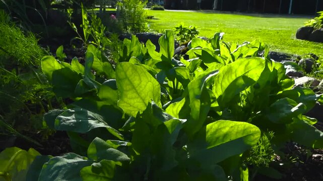 Close up view of sunlit hosta leaves moving gently in the wind with visible veins rich green texture and a softly blurred garden background.
