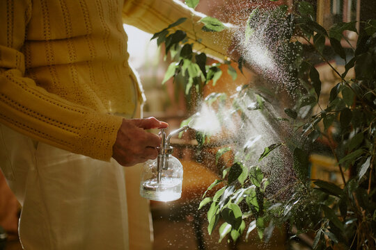 Senior Caucasian woman spraying water on indoor plant using glass spray bottle, hand visible holding mister while misting green leaves, sunlight illuminating water droplets in home setting