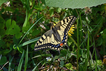 吸蜜するキアゲハの春型（北海道・鶴居村）  © 愛 高行