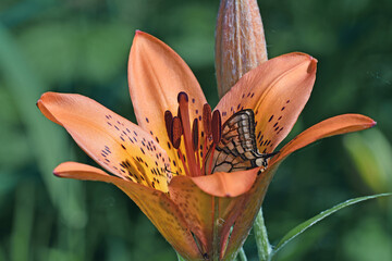 エゾスカシユリの吸蜜をするキアゲハ（北海道・鶴居村）  © 愛 高行