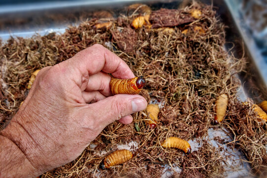 Hand holding Ecuadorian Chontacuros weevil larvae above a bed of moss, showcasing the distinct yellow-brown color and texture of the larvae in a natural setting