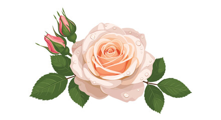 Fototapeta premium Beautiful peach colored rose flower with delicate dew drops on its petals accompanied by two small pink rosebuds and green leaves on white.