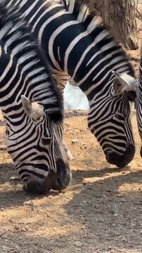 Close up of zebras grazing in the dry grass field