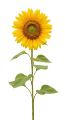 Fototapeta premium A large yellow sunflower with green leaves isolated on transparent background
