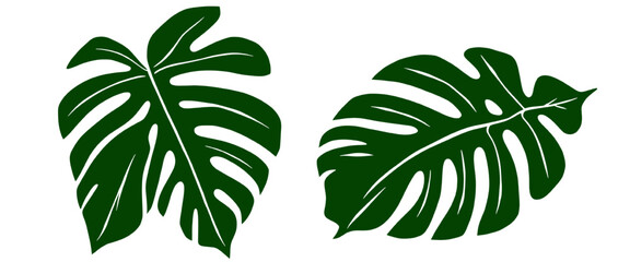 Tropical monstera leaves set isolated on transparent background, green botanical leaf vector illustration for nature, jungle and decorative design. © Sunil