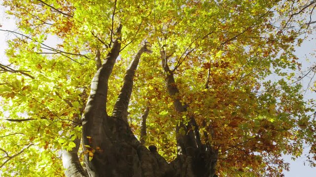 月山のブナの紅葉
