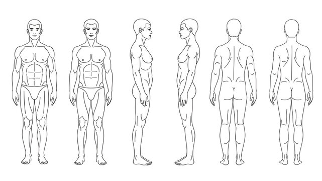 Detailed anatomical outline of the male human body from various perspectives, showcasing muscular structure for fitness, medical, and artistic study references