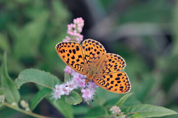 ホザキシモツケの吸蜜をするコヒョウモンの雄（北海道・鶴居村）  © 愛 高行
