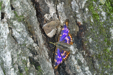樹液を吸うコムラサキ（北海道・鶴居村）  © 愛 高行