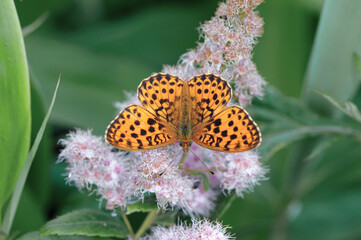 ホザキシモツケの吸蜜をするヒョウモンチョウの雄（北海道・鶴居村）  © 愛 高行