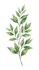 Fototapeta premium A green leafy branch with many leaves isolated on transparent background