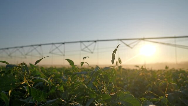 Soybean field grows at farm at sunset. Green soy plants stand near irrigation system. Agriculture crop thrives in summer sun. Farming landscape with watering pivot. Rural nature view at dawn.