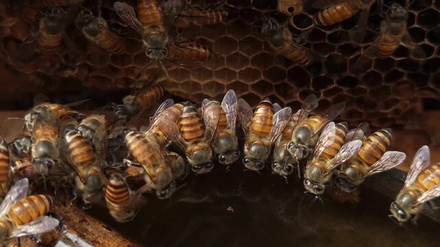 Macro close up of honey bees feeding honey with golden sunlight. Detailed view of insect behavior, teamwork, and pollination. Concept of nature, ecology, beekeeping, and biodiversity in India.