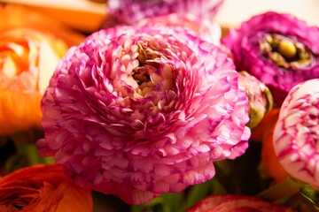 Pink and Orange Peonies Close-Up © DinhBaoTran