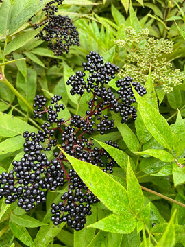 Elderberries grow in the mountains of Sochi.