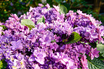 Fototapeta premium Purple Hydrangea Flowers in Bloom Close-Up