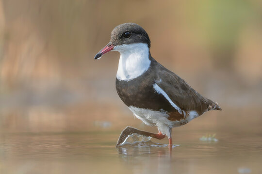 A wild red-kneed dotterel (Erythrogonys cinctus) wading across a shallow wetland lagoon with soft warm light and blurred background, Australia