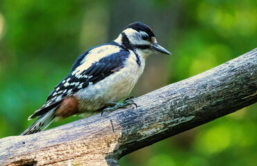 Obraz premium Great Spotted Woodpecker (Dendrocopos major) in forest