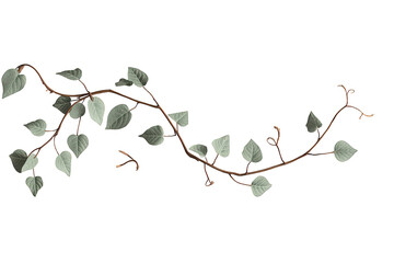 Naklejka premium Green ivy vine with heart-shaped leaves growing on a curved branch, isolated on transparent background
