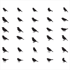 Fototapeta premium Canary Birds Svg Bundle