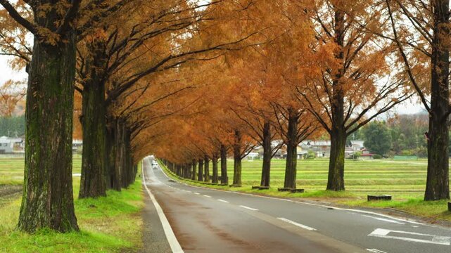 マキノ高原のメタセコイア並木道