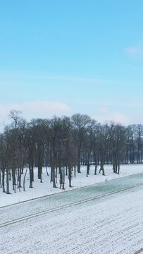 Winter landscape featuring snow-covered fields and a row of leafless trees under a clear blue sky in the Normandy countryside.