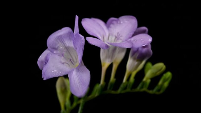 Purple freesia flowers with water drops on a green stem isolated on black background