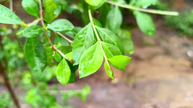 Close-up of Fresh Green Henna (Mehandi) Leaves on Plant in a garden with Water Drops after Rain.