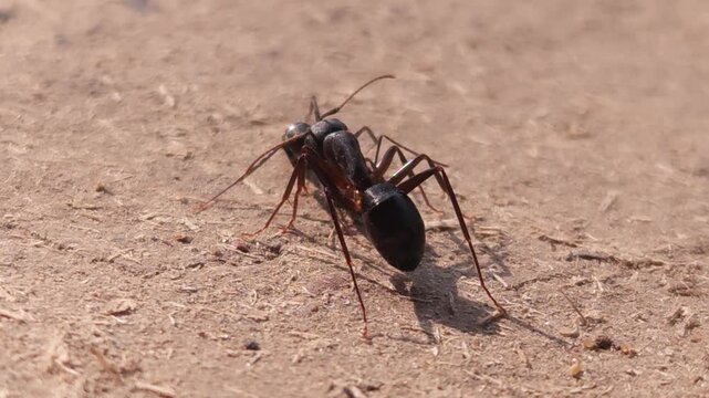 Close-up macro view of two black ants fighting on ground, showcasing intense insect behavior and survival instinct in nature.