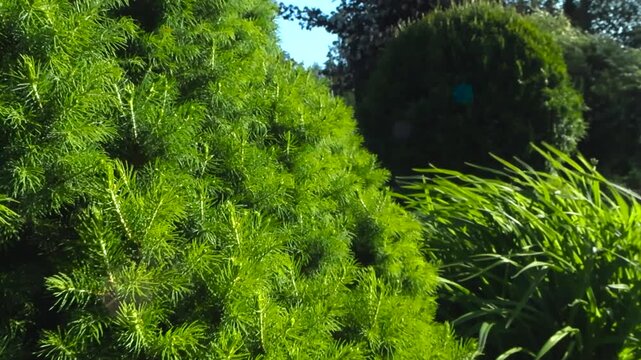Close up garden footage of a sunlit yew shrub with wind moved evergreen foliage and soft blurred background on a bright summer day