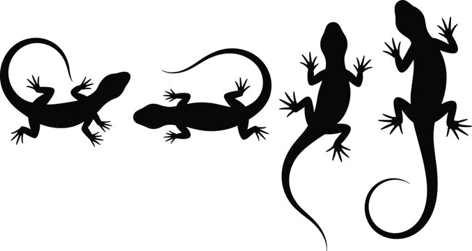 Four various black lizard silhouettes isolated on white background depicting creeping running climbing and standing poses for nature wildlife reptile and graphic design concepts