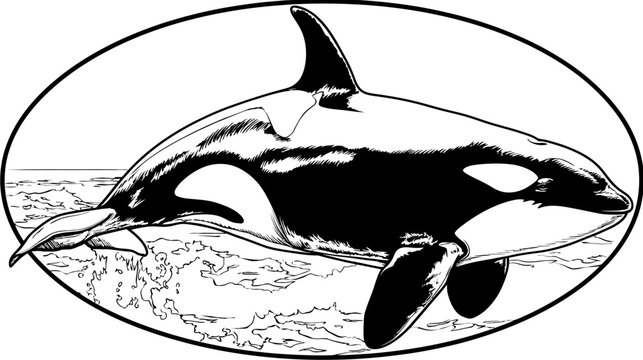 Orca breaching water, stylized black and white drawing within an oval border