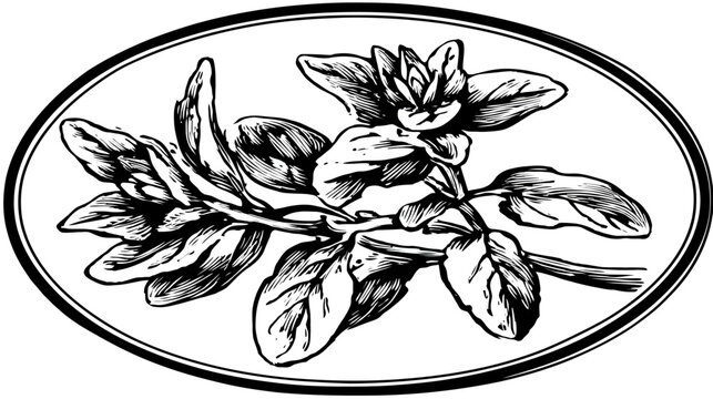 Black and white vintage illustration of a flowering plant in a double-lined oval