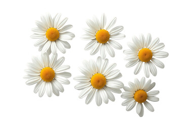 Fototapeta premium Fresh daisies with white petals and yellow centers, blooming flowers on a transparent background
