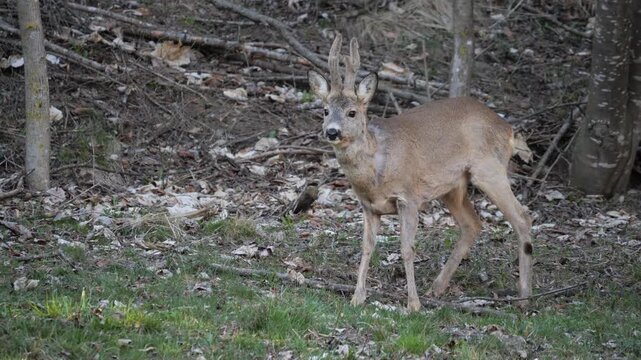 Single male Roe deer grazing the grass and walking in alpine forest fearless. Wildlife spring scene in Italian Alps, natural behavior captured in 4K 60fps