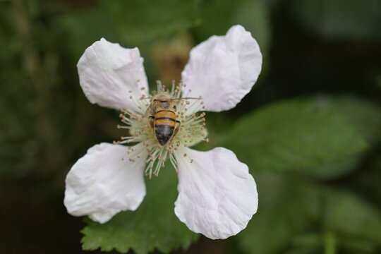 bee on a flower