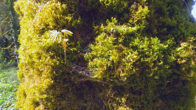 Ferns and moss on the trees in the park