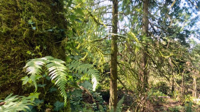 Ferns and moss on the trees in the park