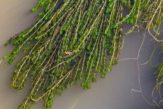 Ceratophyllum demersum aquatic plant in a stream
