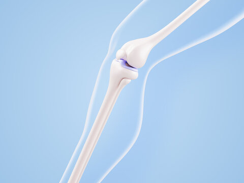 3D knee joint anatomy - transparent leg structure with femur, patella, tibia bones on blue background. Healthy musculoskeletal system of human body for medical education, orthopedic. 3D illustration