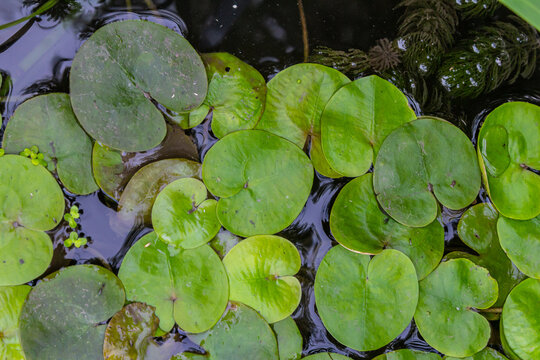 Hydrocharis morsus-ranae, frogbit, is a flowering plant belonging to the genus Hydrocharis in the family Hydrocharitaceae. It is a small floating plant resembling a small water lily