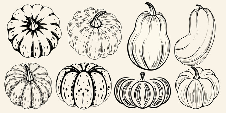 A collection of hand drawn pumpkins and gourds in black and white