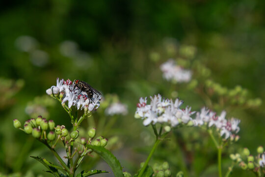 Sambucus ebulus blooming in natural habitat