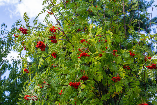 A bunch of red rowan berries on a tree