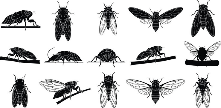 Diverse collection of cicada vector illustrations, featuring various poses and detailed anatomical depictions suitable for entomology and wildlife projects and educational materials