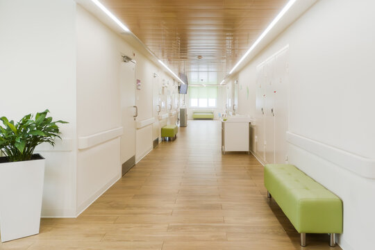 Modern medical corridor with benches, plant and wood ceiling presents clean clinic interior with calm atmosphere for patients.